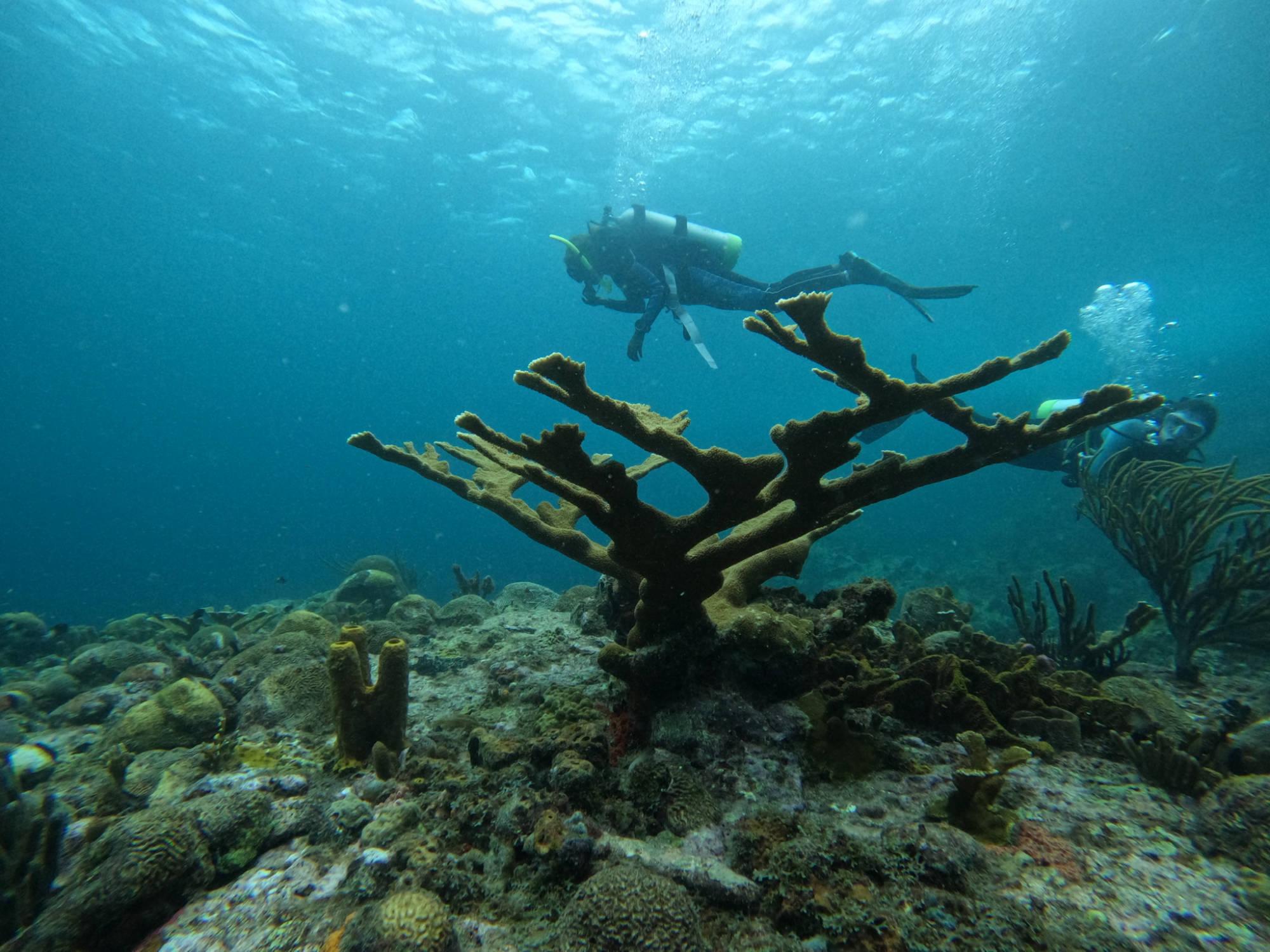 Elkhorn outplants on our coral reefs